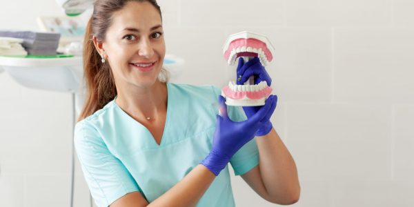 Female dentist, holding a sample of jaw teeth in a dental office, training in proper teeth cleaning, demonstration of oral hygiene